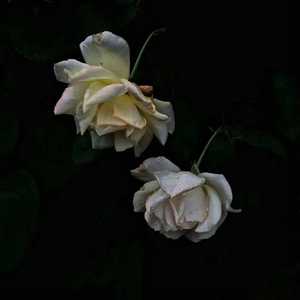 黄色电影一级二级三级片高潮的女人直播的女人
